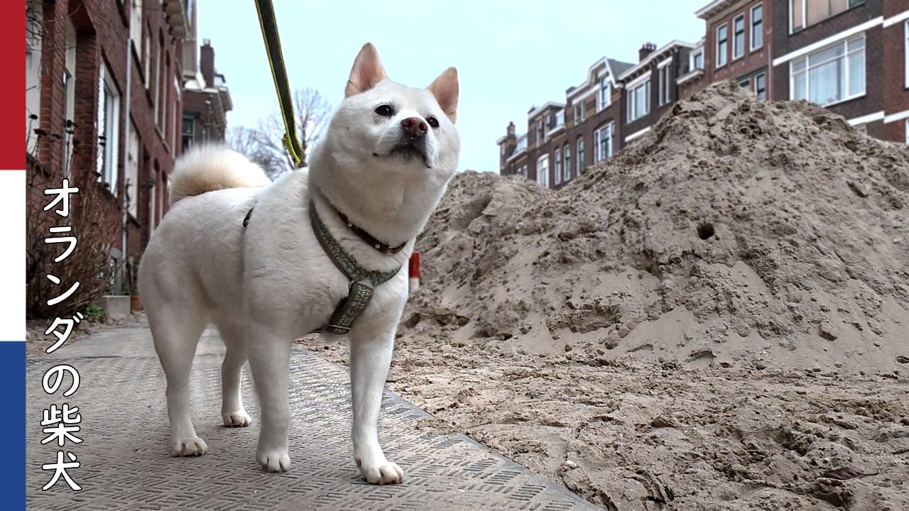 柴犬柿丸  口笛を吹くおじいさんが気になる柴犬｜オランダ散歩・環境音