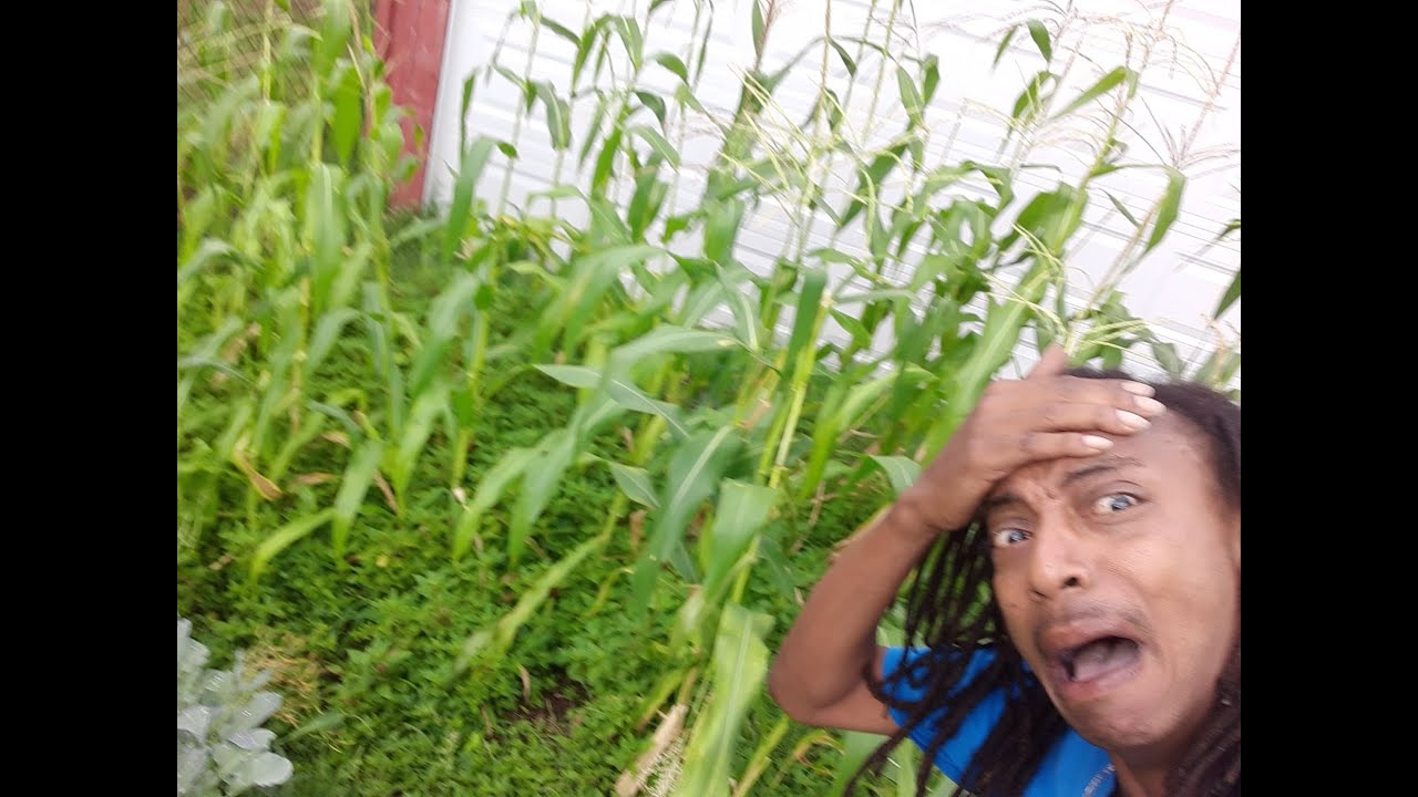 10 Things I Wish I Knew on How To Transition Into Fall Gardening! What To Do In Late August?