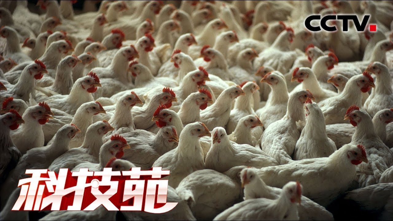 《科技苑》 42天能健康出栏 高效养成白羽鸡的额诀窍 20190725 | CCTV农业