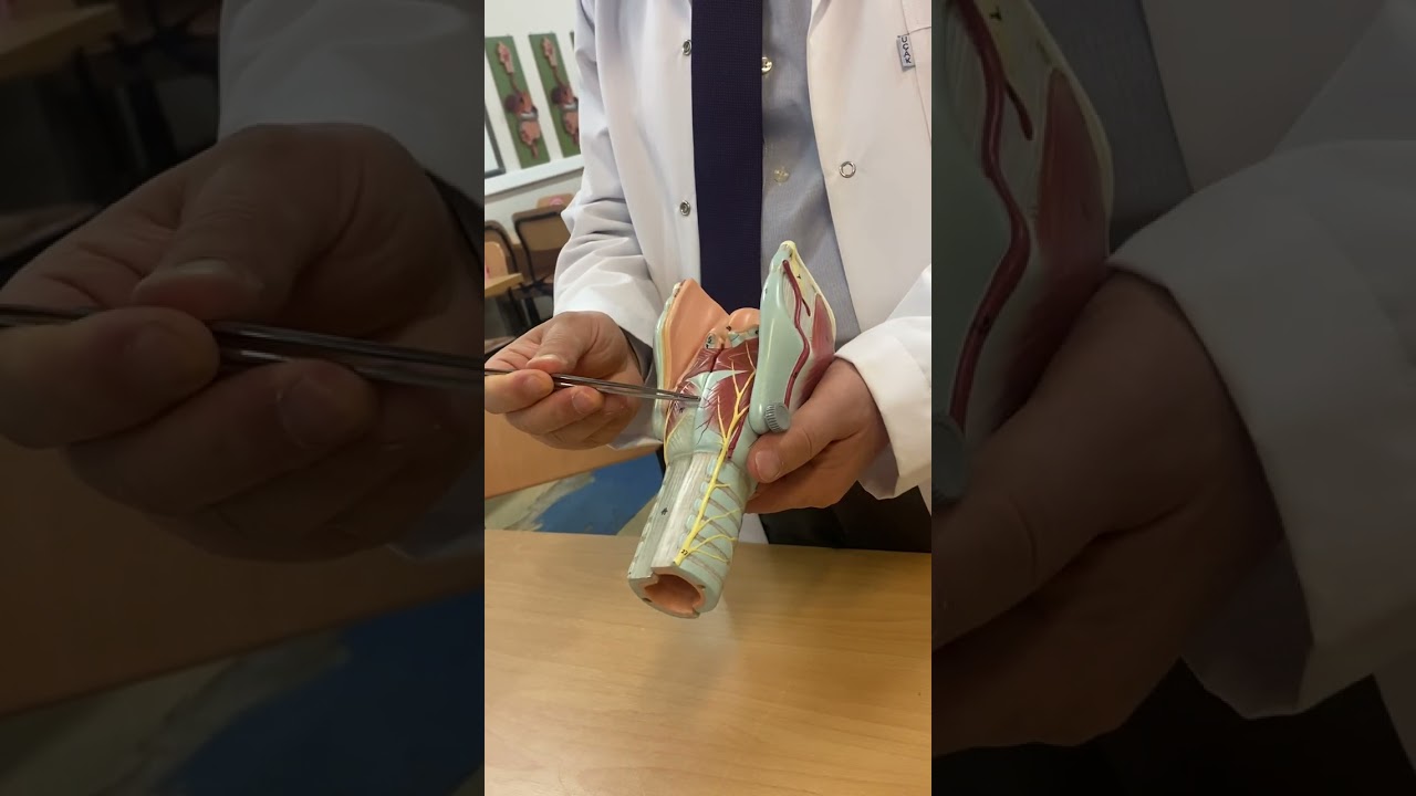 LAB: Larynx'in Kasları YAYDAR