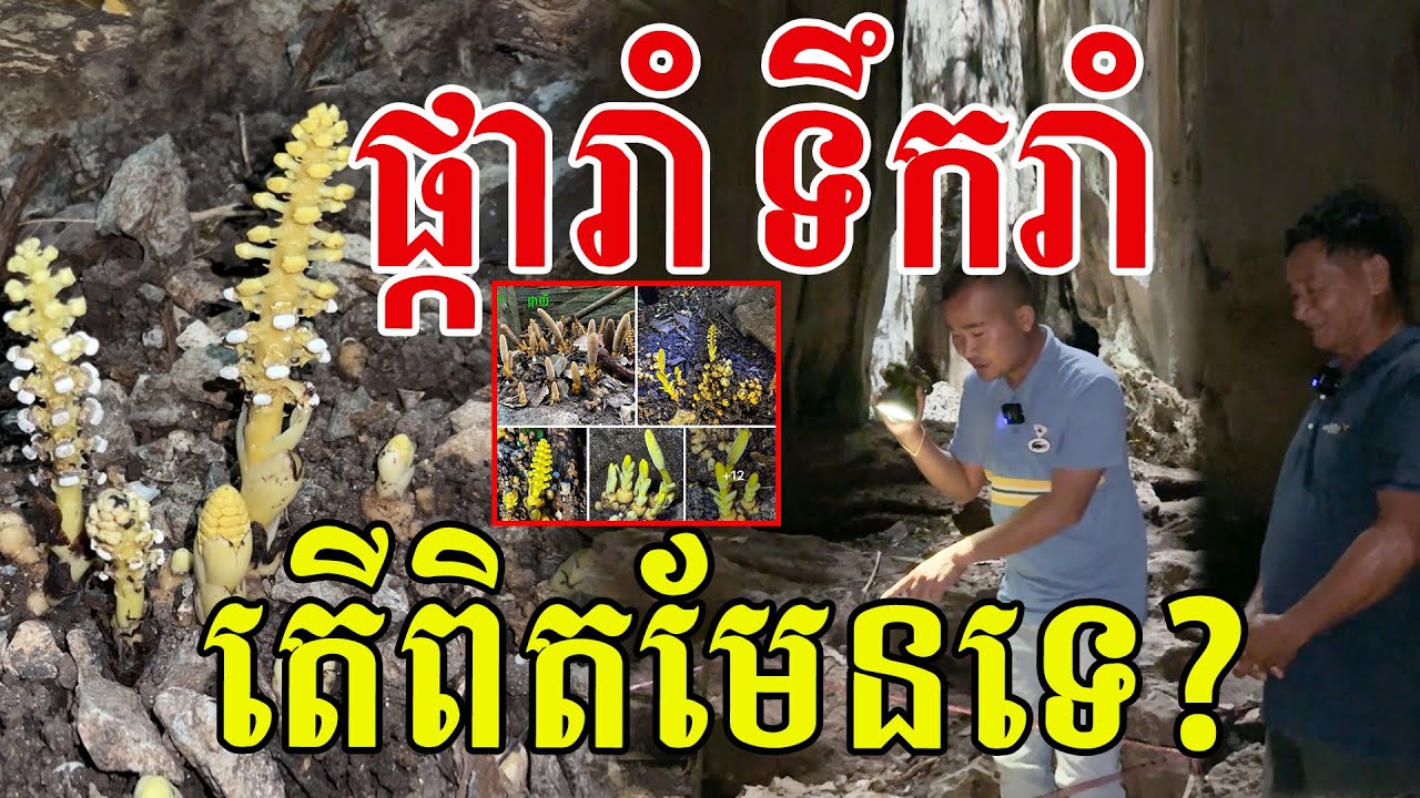 ផ្ការាំ ទឹករាំ? ស្អាតណាស់ អរគុណបងប្អូនដែលជួយថែរក្សាទាំងអស់គ្នា