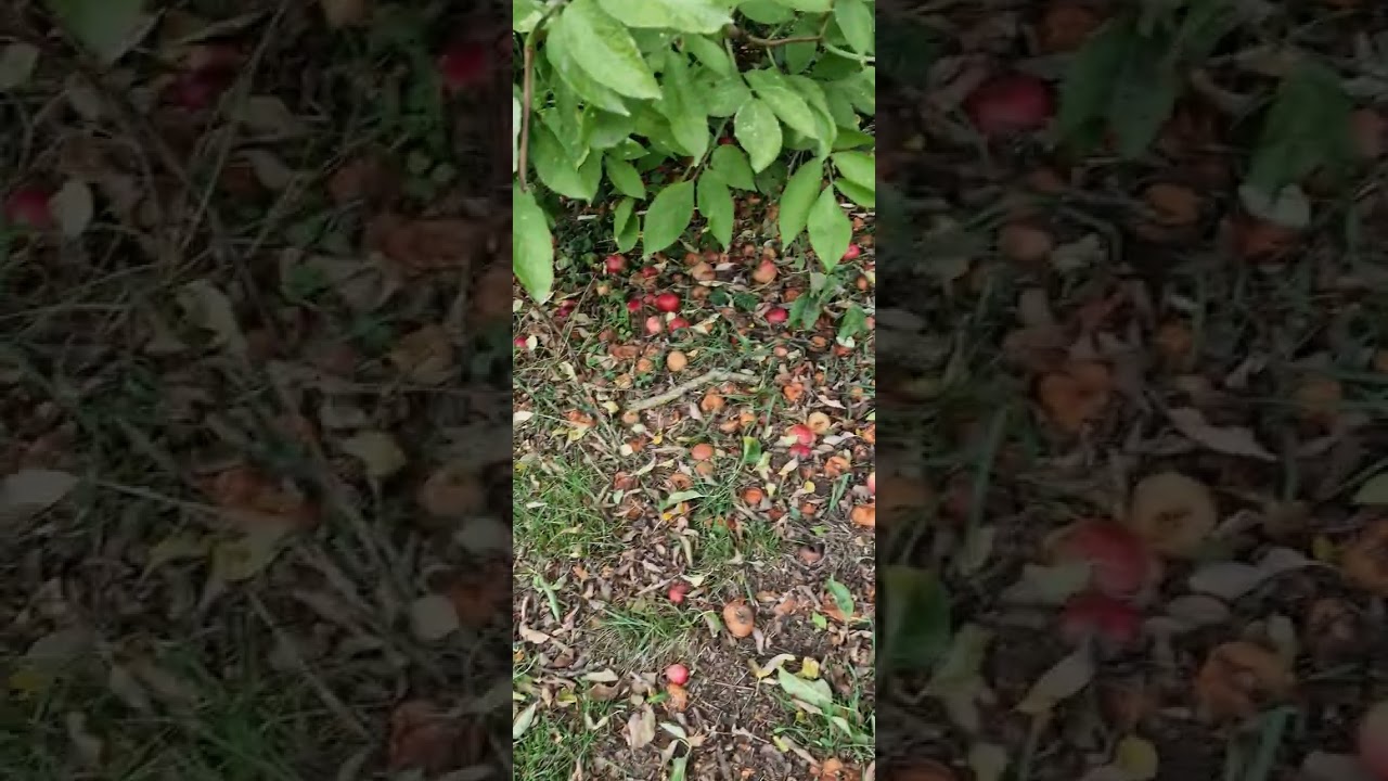 ##Mimi Vlog | LadyB Kitchen |Apple WITH 🍎 💖 Me I My Yard.