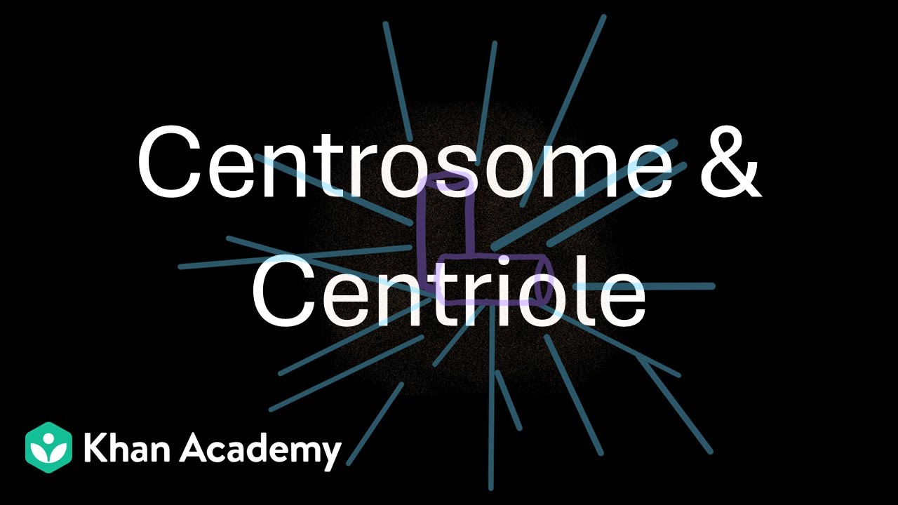 Centrosome & Centriole | Cell the unit of life | Grade 11 | Biology | Khan Academy