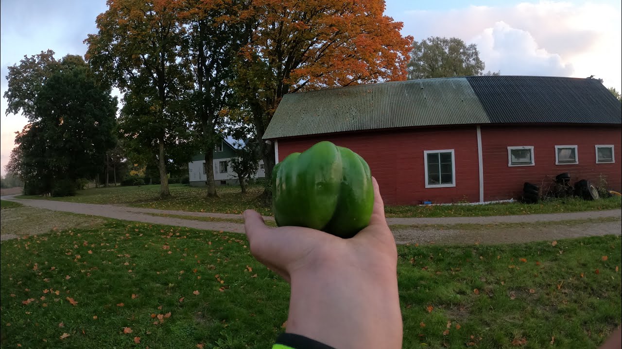 Regn och växthus är ingen bra kombination