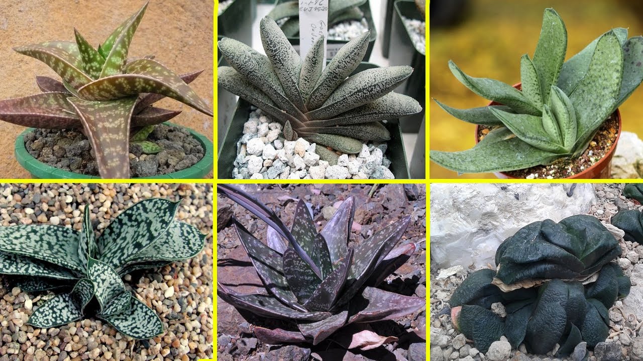 20 Especies de Gasteria más populares !