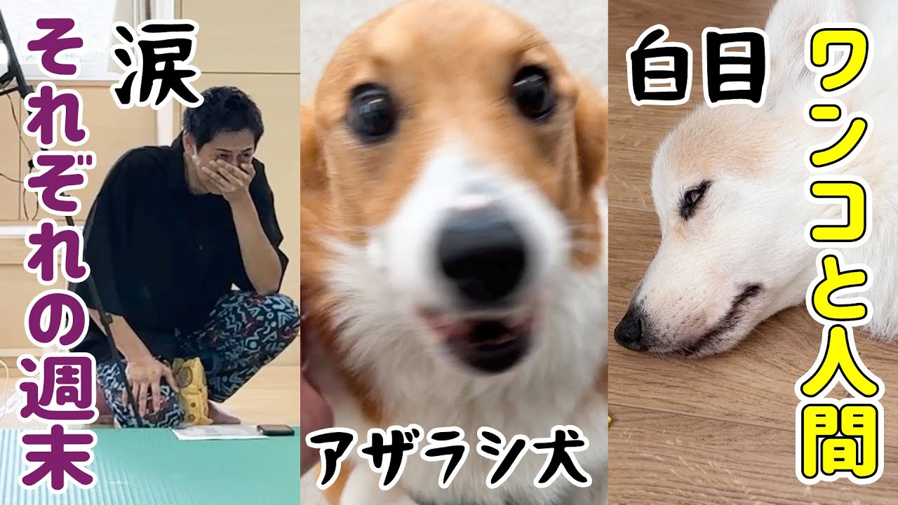 涙するパパとお留守番わんこたち