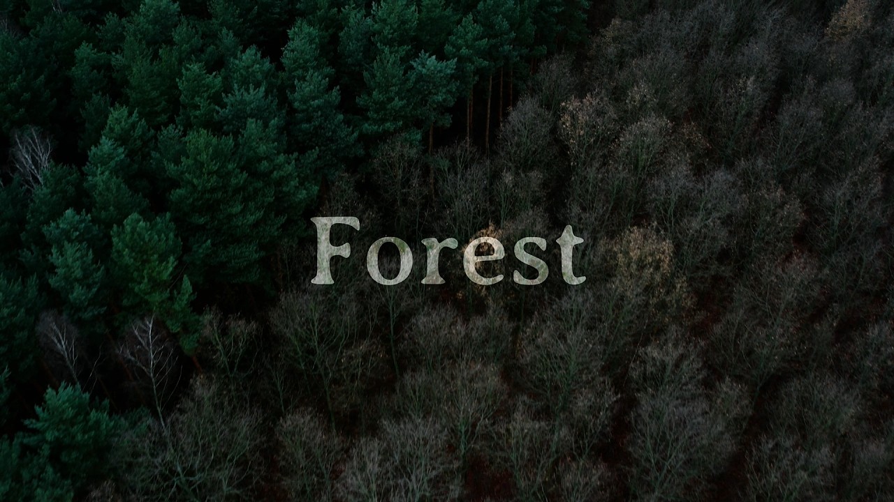 Forest 🌳🌲— melancholic aesthetic | ambient drone film