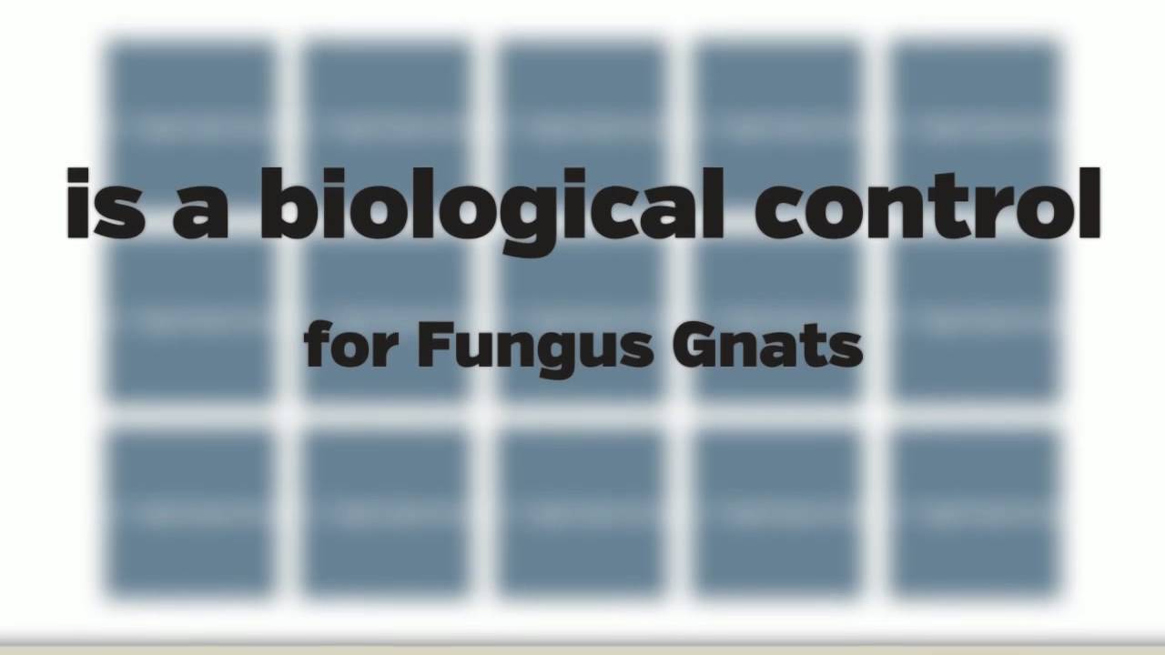 Controlling Fungus Gnats : CX Hydroponics