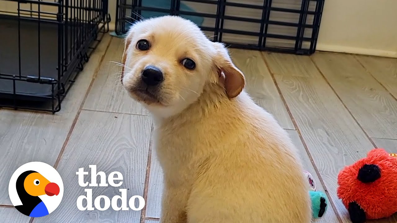 Спасённый щенок находит свою приёмную маму | The Dodo