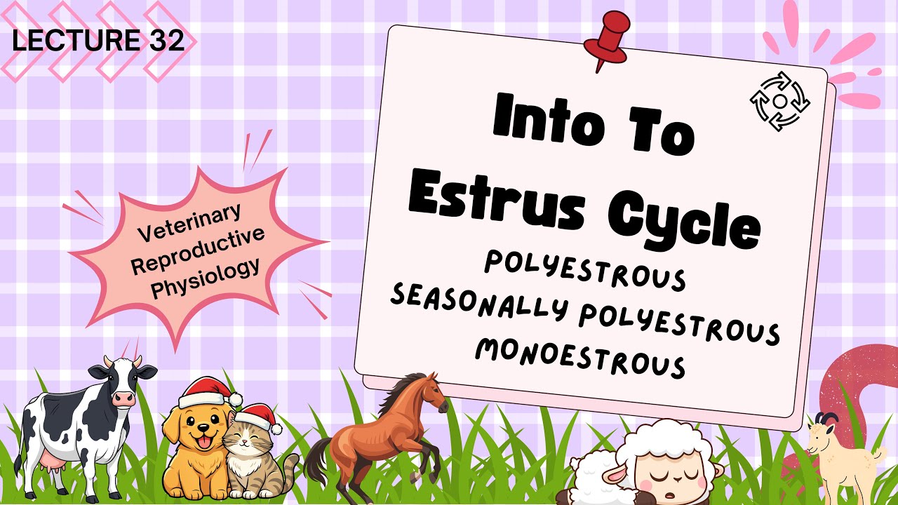 Intro to Estrus Cycle | Polyestrous, Seasonally polyestrous, & Monoestrous [CC] | Vetcare 🐾