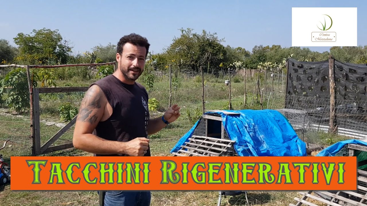 Introduciamo i Tacchini Selvatici alla Contea