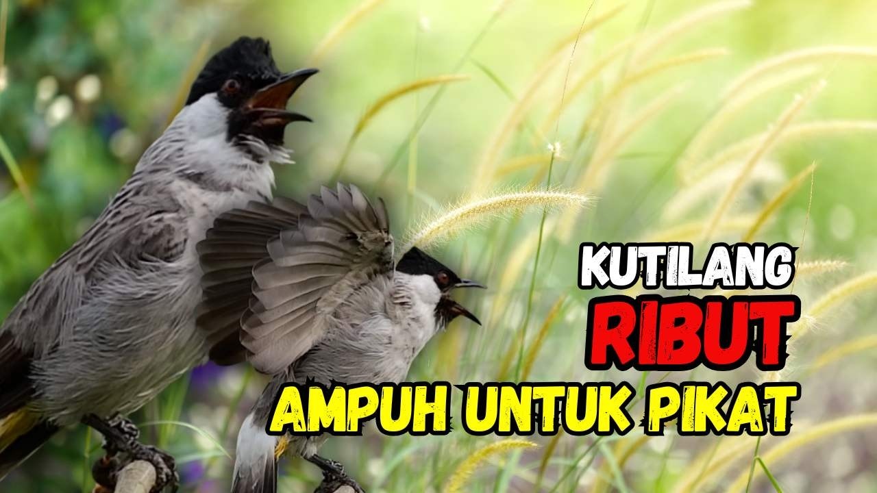 Suara Burung Kutilang Gacor Ribut Ampuh Untuk Pancingan Pikat