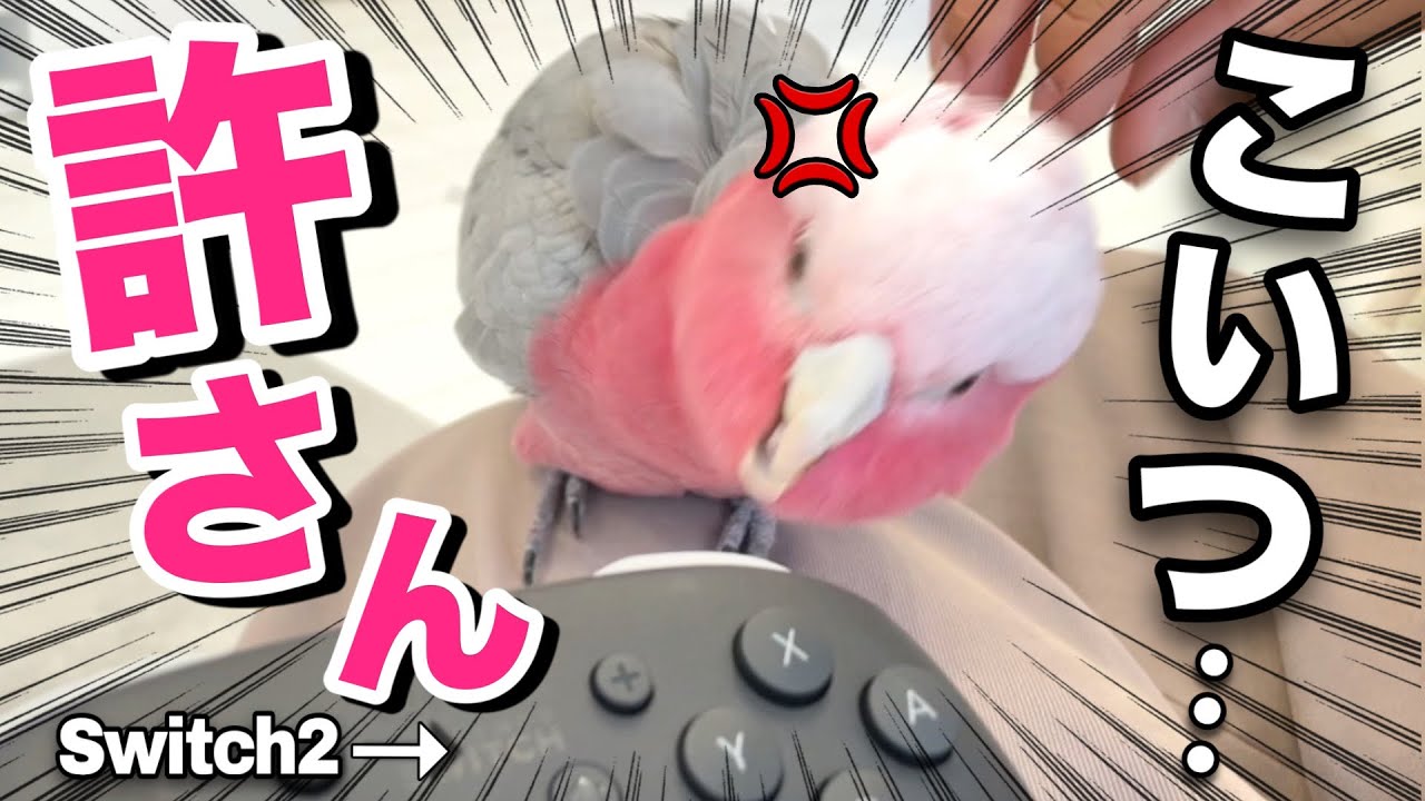 オウムがいる家でSwitch2をプレイしたら嫉妬で大変なことになった‥ww【モモイロインコ】