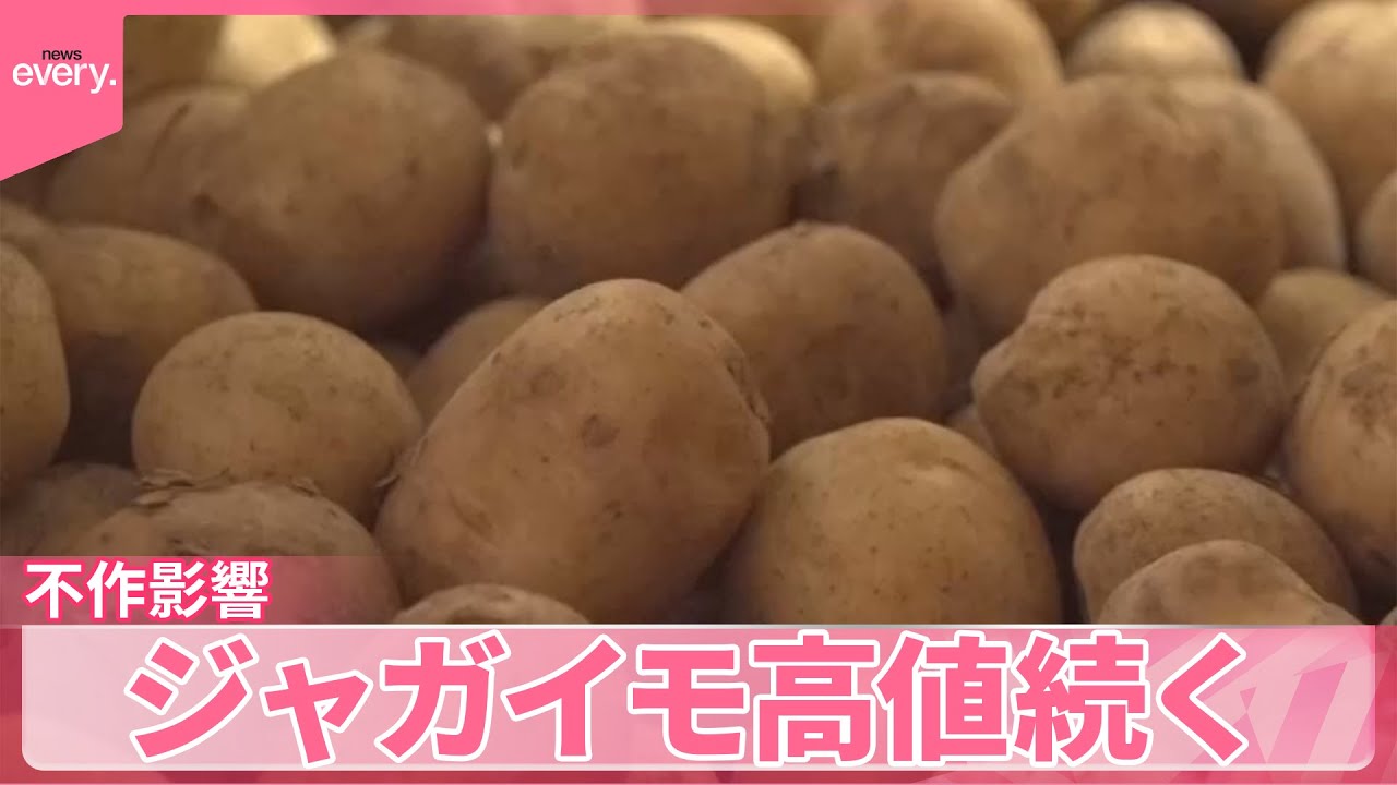 【不作影響】ジャガイモ高値続く…種芋から栽培する人も