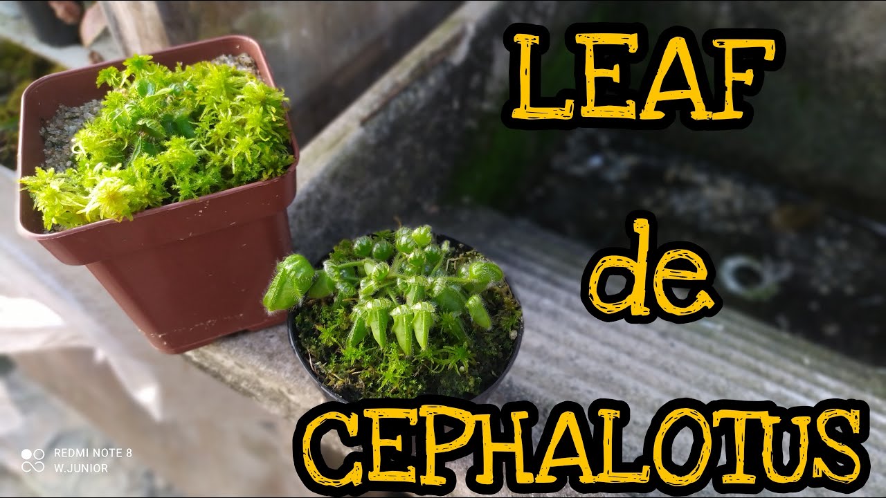 Como MULTIPLICAR seu cephalotus!