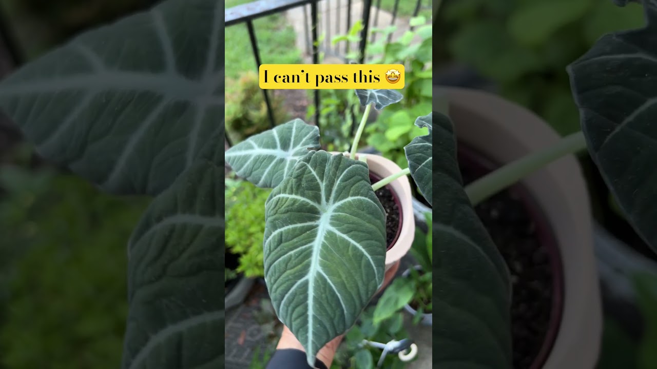 I can&rsquo;t pass this beauty 🥰 #lowesplants #shorts #bigboxstore  #alocasia #indoorplants #houseplant