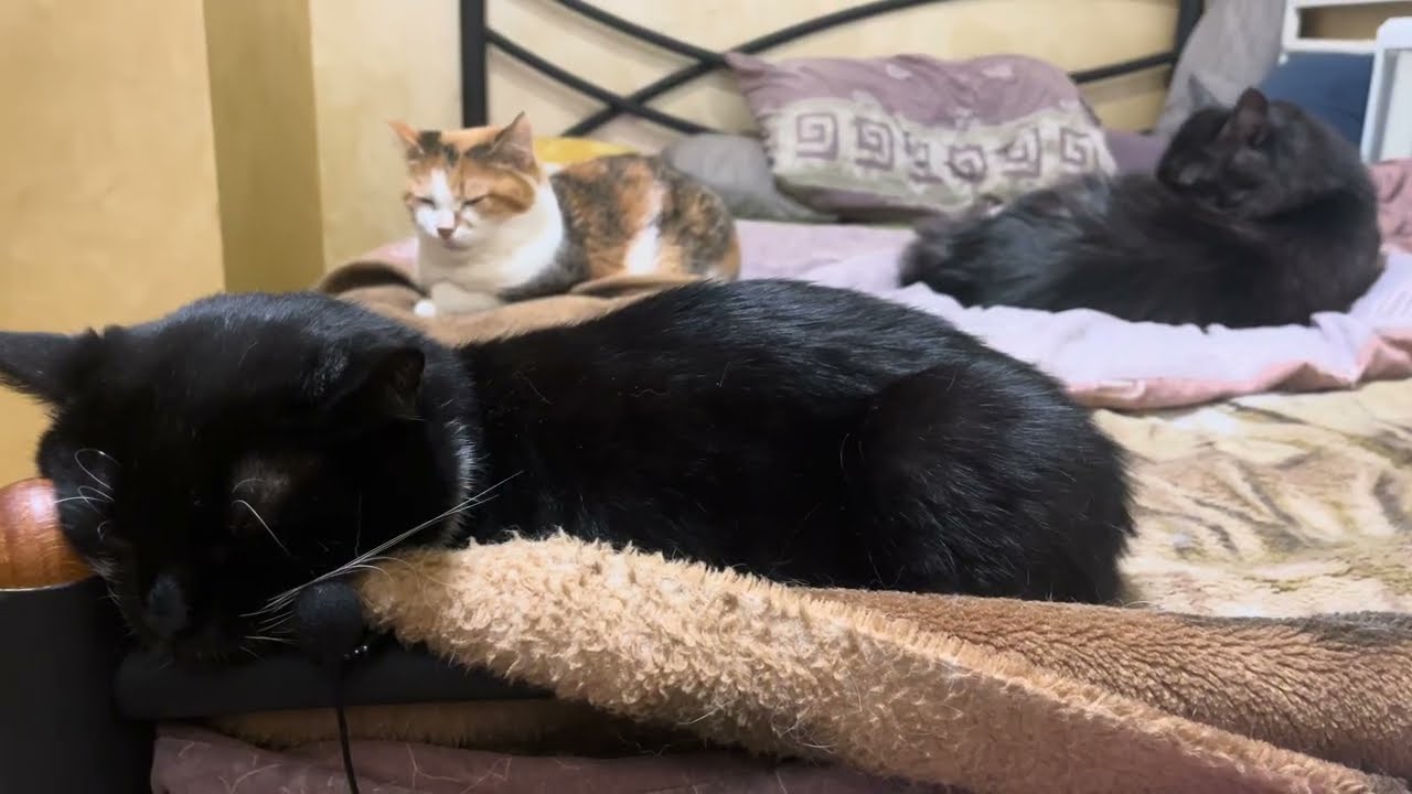 Relaxing video for sleep. Purring Cat sound for Relaxation. Cute Cat video 4K for Relax. Cat Purr 