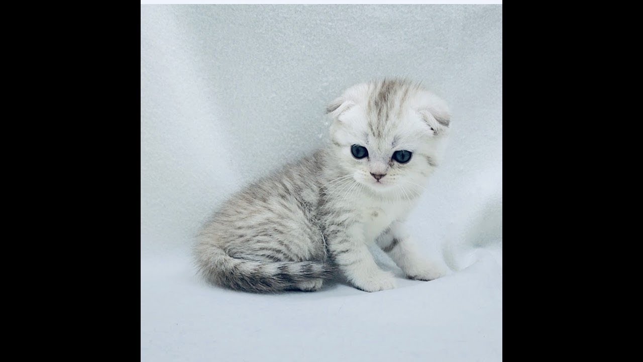 Прямая трансляция aYKA Cats