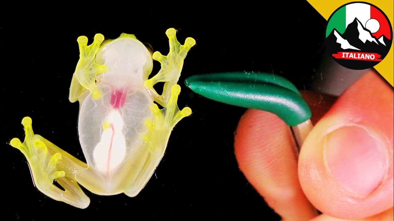 LA RANA PIÙ PICCOLA DEL MONDO! Incredibile rana di vetro invisibile! | Brave Wilderness Italiano