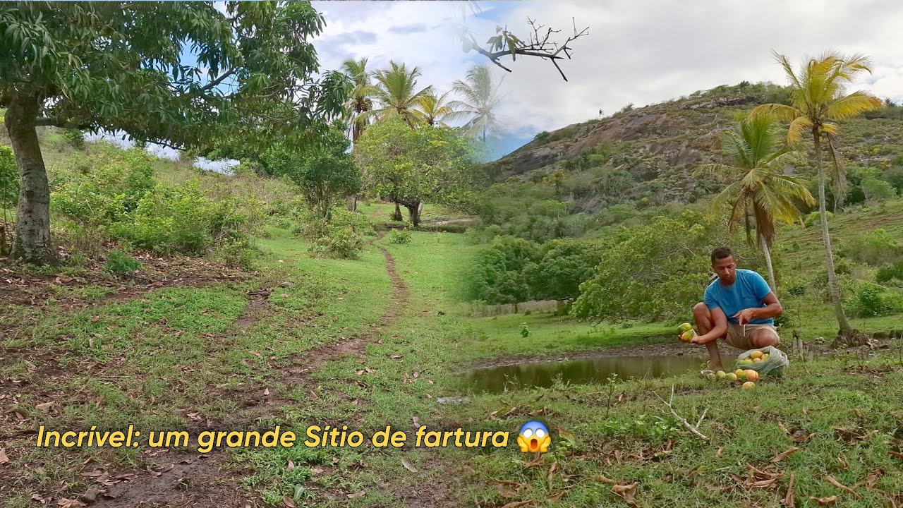 Colhendo manga num sitio muito grande no interior da paraíba #sítio