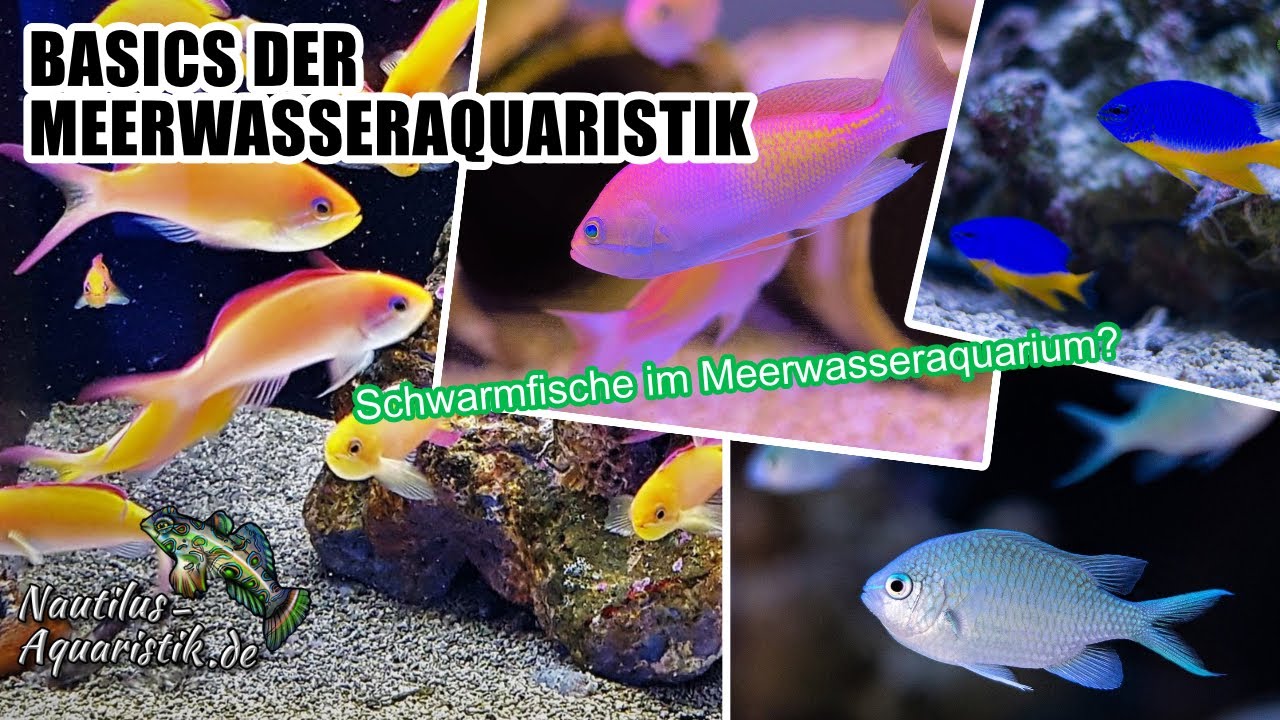 Schwarmfische im Meerwasseraquarium?