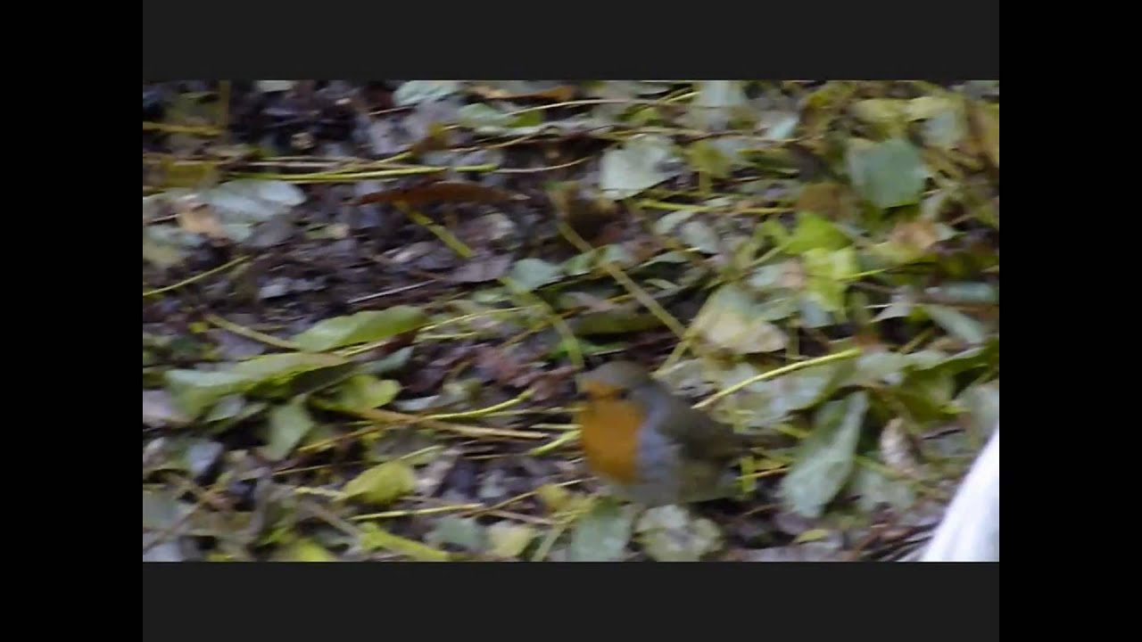 Rotkehlchen spuckt Schneckenei aus