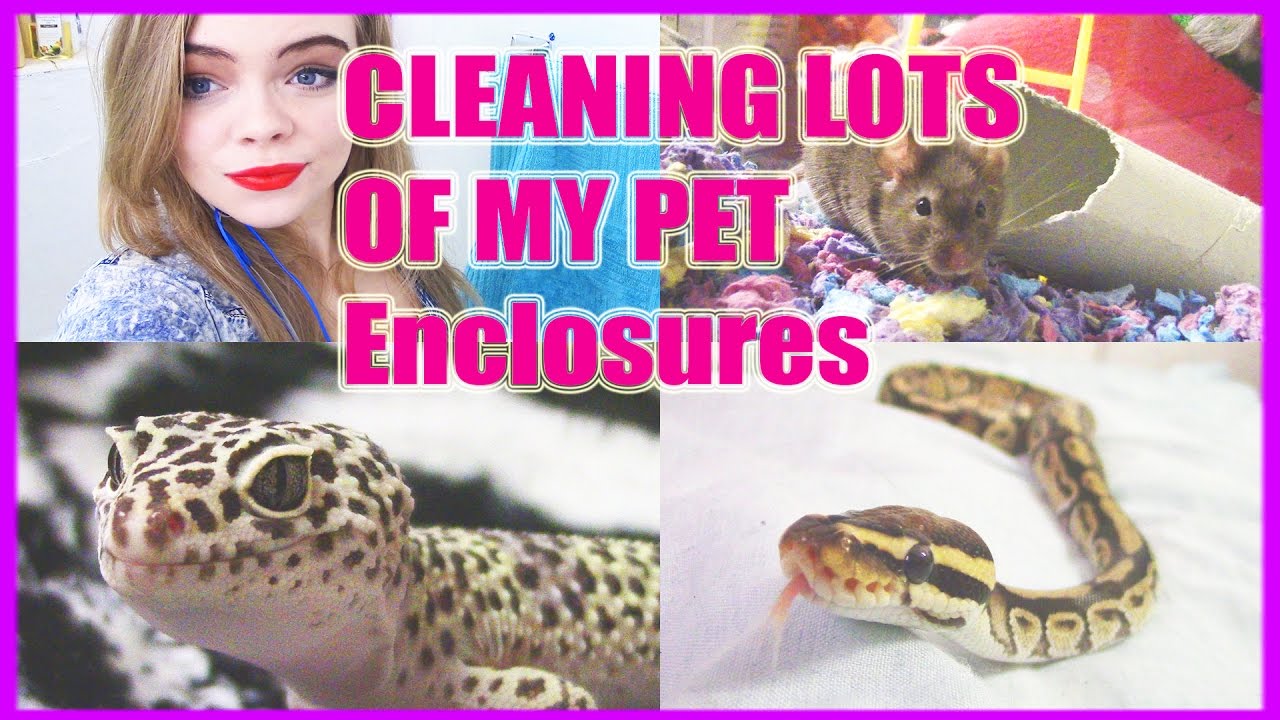 CLEAN MY PET ENCLOSURES WITH ME!  -Pet Adventures