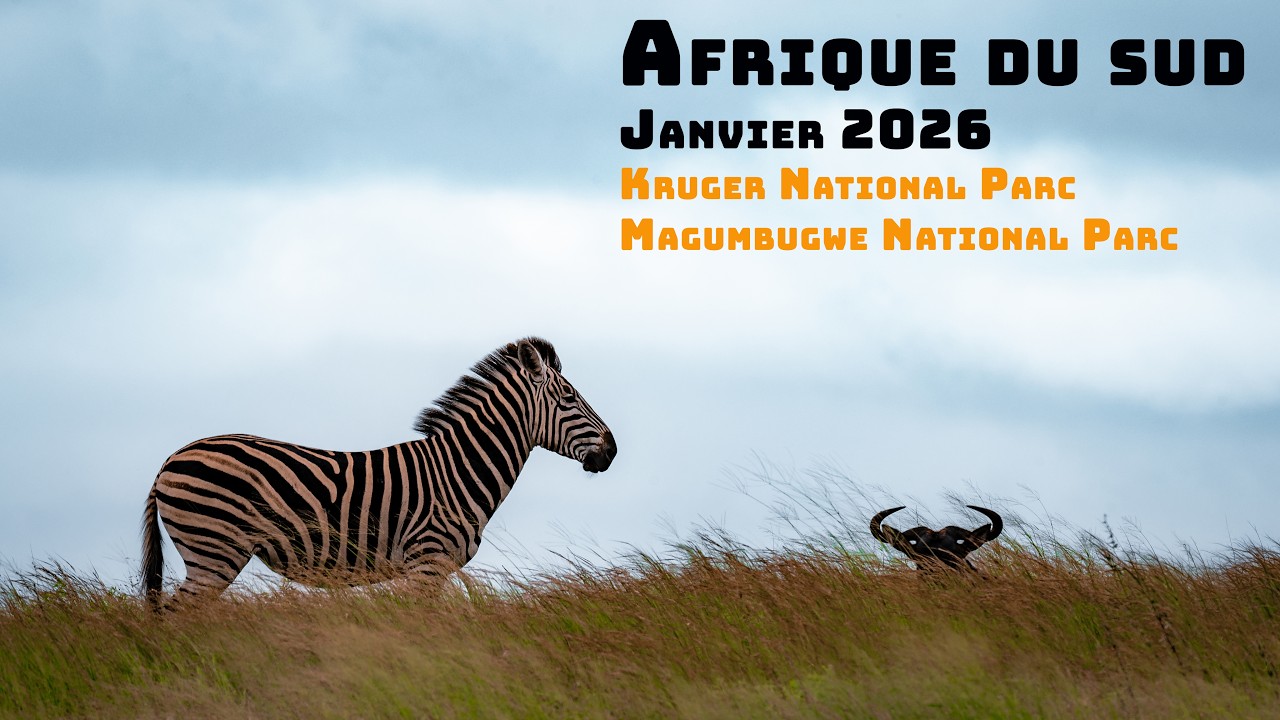 WILD SOUTH AFRICA  janvier 2026 - Kruger National Park-Mapungubwe National Park