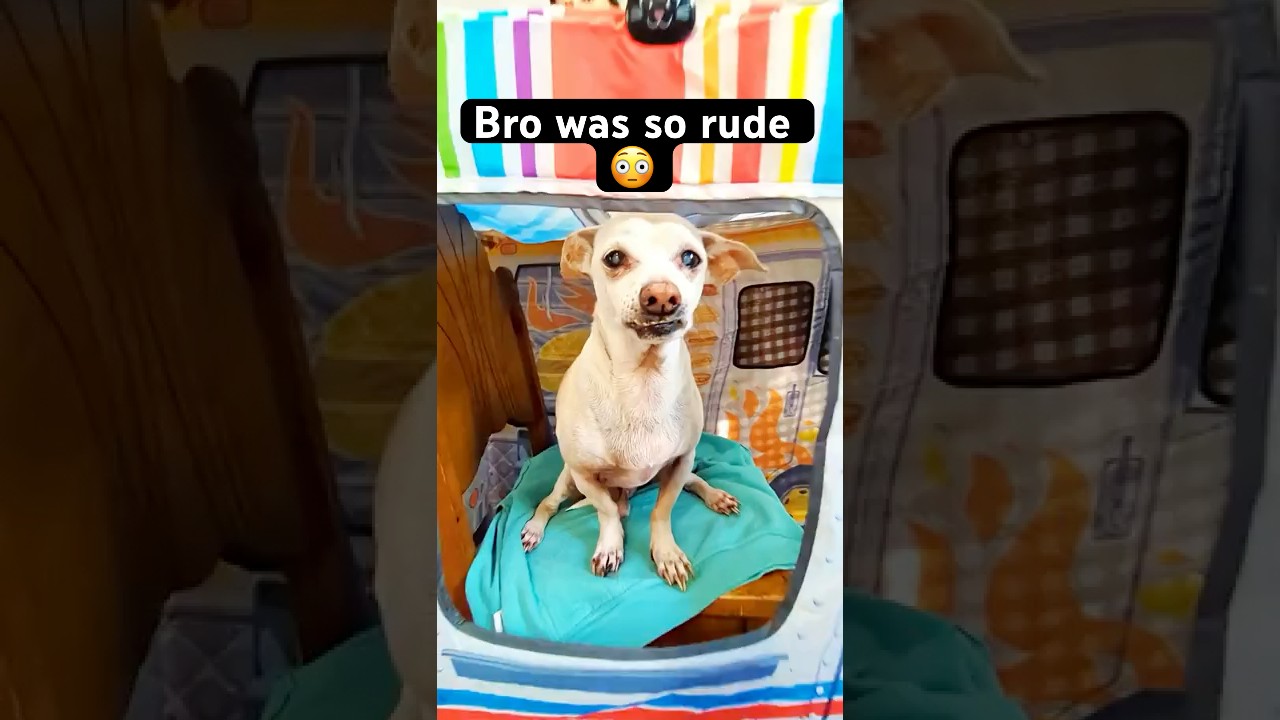 Моя собака запросила с меня миллион долларов за мороженое 🍦😂 #dogshorts #funnydog #comedyshorts