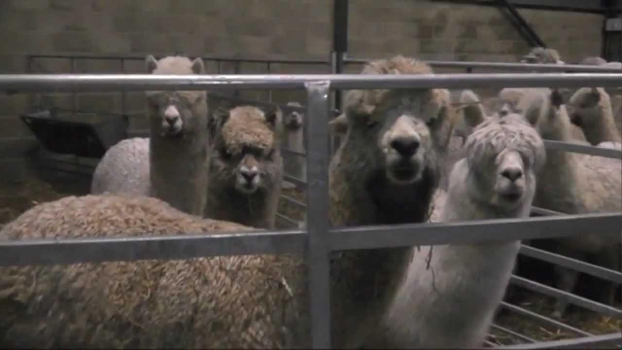 Alpaca Growers Harvest Time - Preparing for Shearing