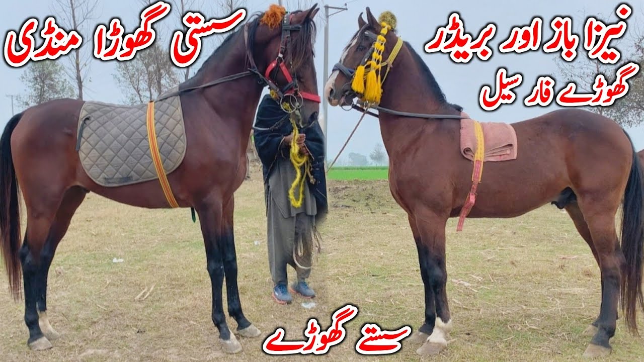 Amipur Bangla Mandi Faisalabad 2026 | Ghora Mandi | Horse For Sale In Pakistan 2026