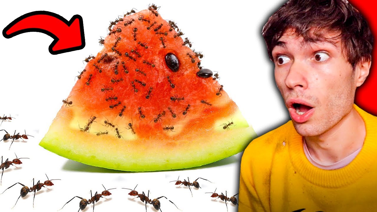 10.000 Fourmis VS Une PASTÈQUE ! (Oui c'est le titre)