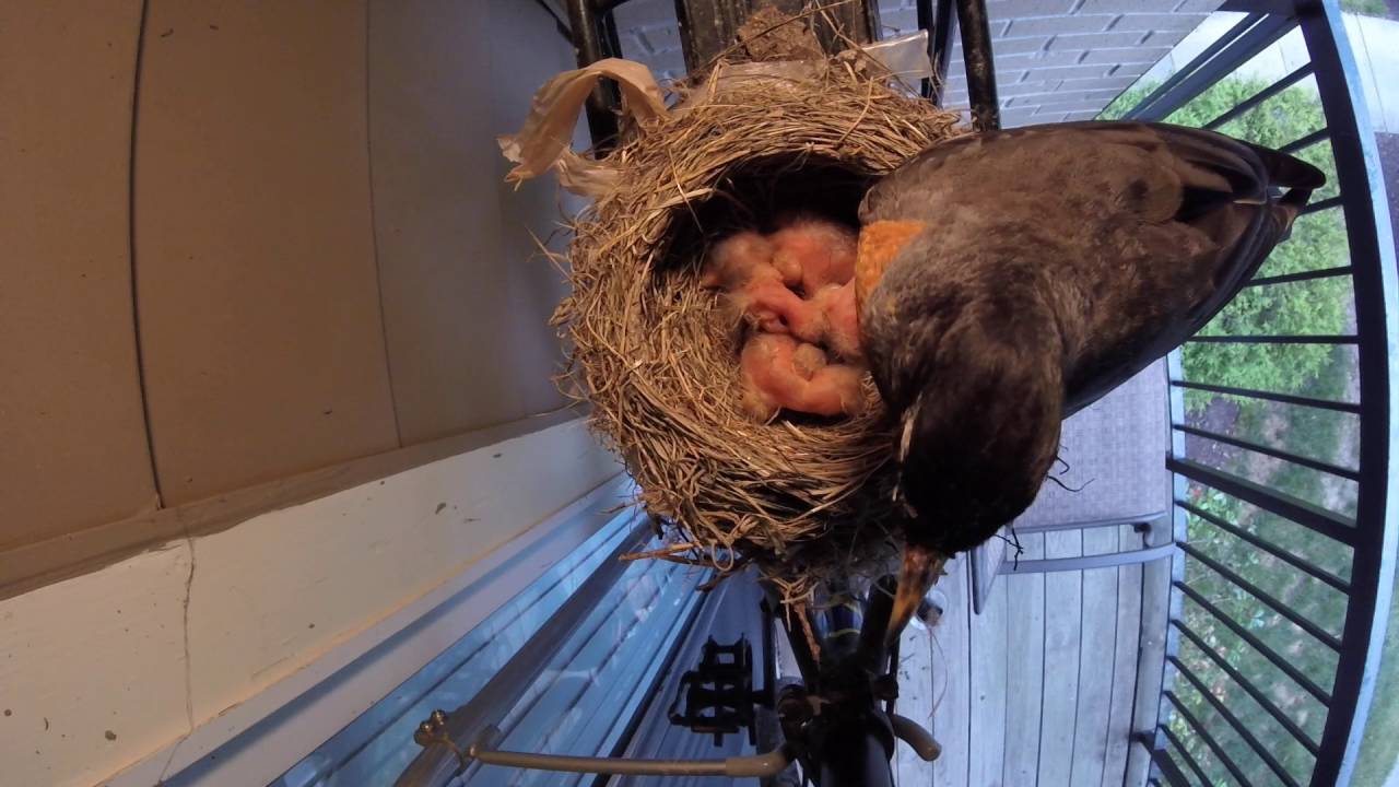 GoPro: Robin Feeding Her Babies