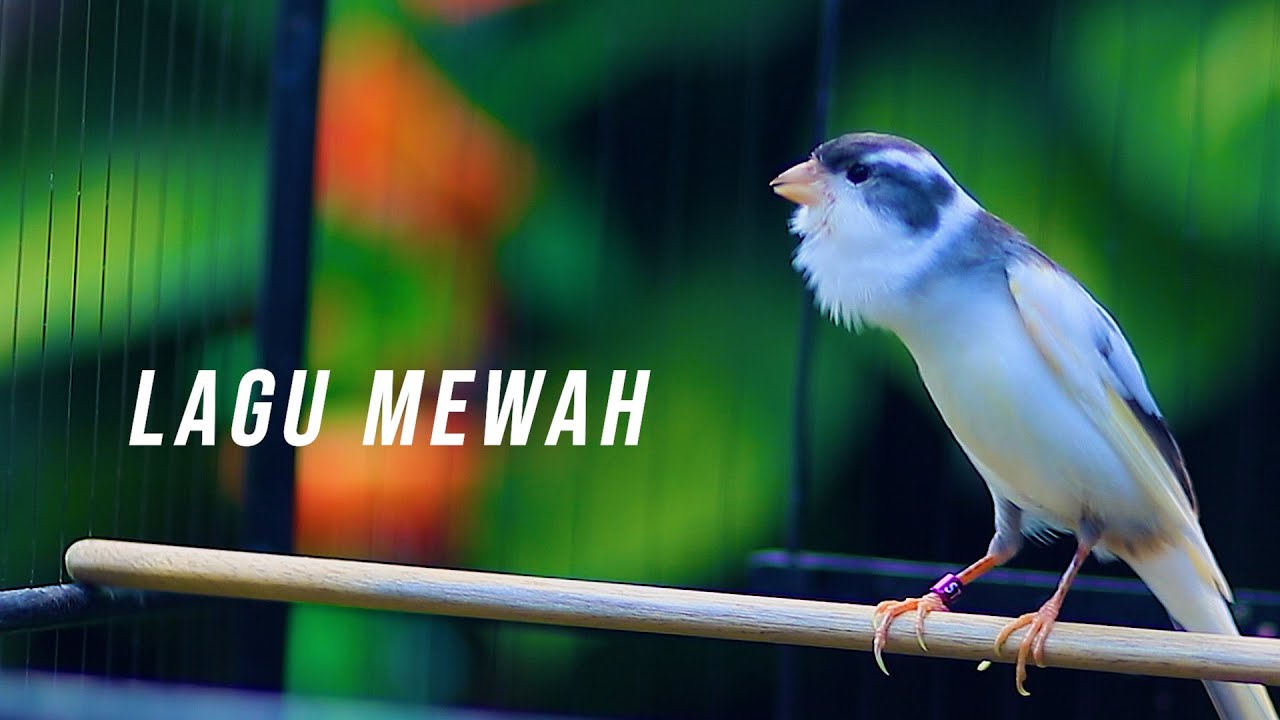 KENARI LAGU MEWAH ISIAN LOVEBIRD, COCOK BUAT MASTERAN KENARI PAUD BELAJAR NGELAGU