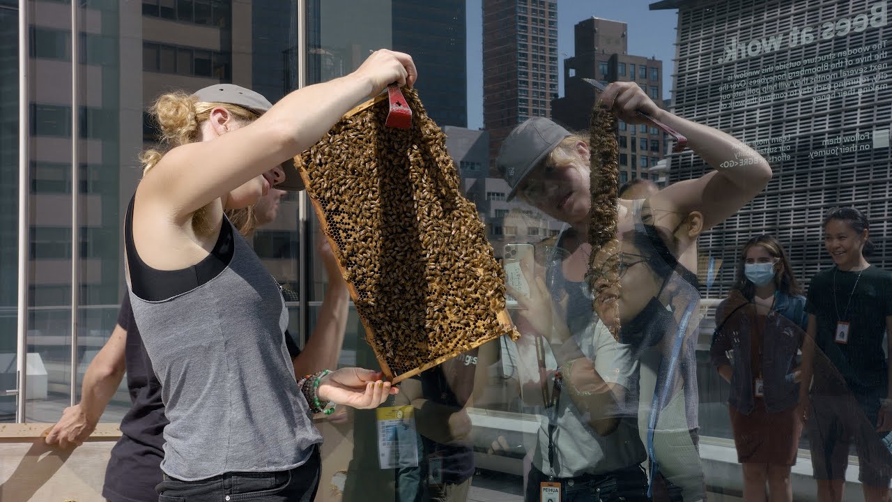 Keeping Beehives on New York's Skyline