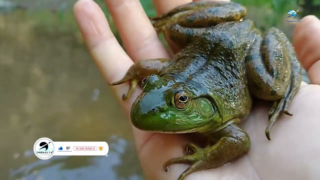 15 Loài Động Vật Không Thể Kiểm Soát Đang Phá Hủy Hệ Sinh Thái Và Gây Nguy Hiểm Cho Thế Giới