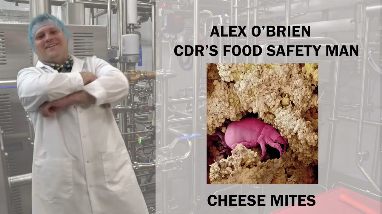 Cheese Mites