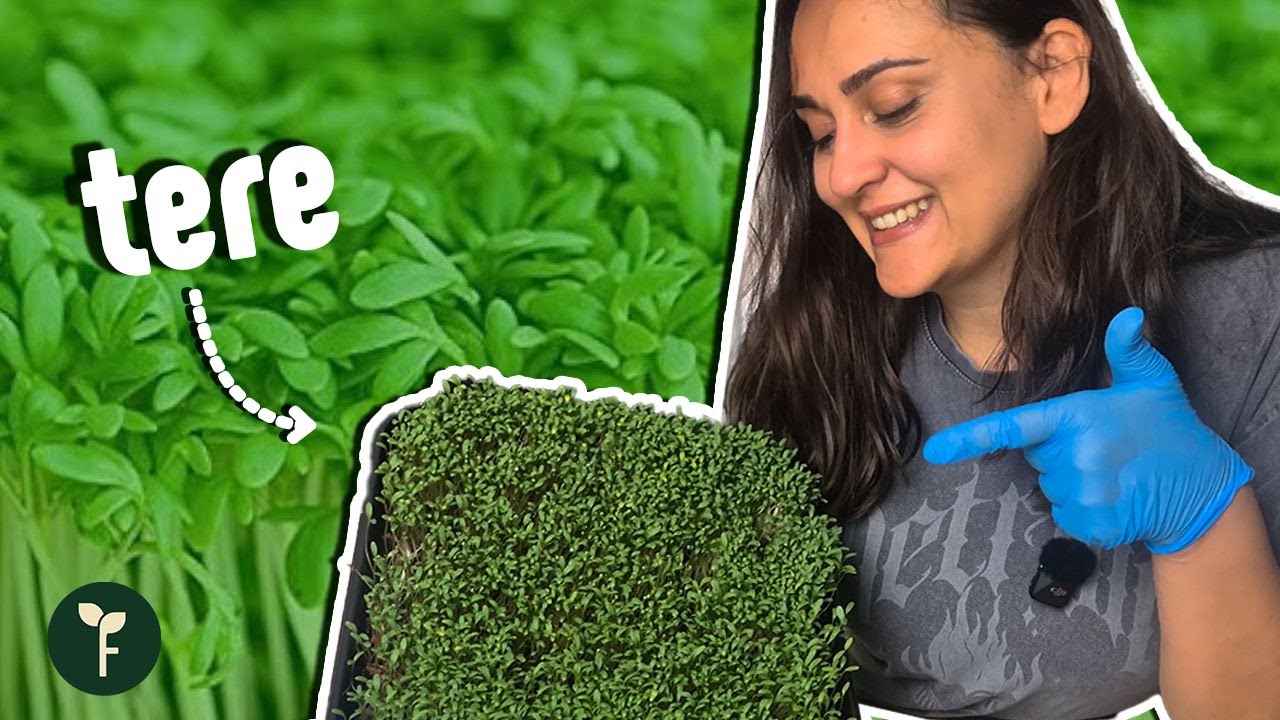 Tere Mikro Yeşilliği Nasıl Yetiştirilir? | Cress Microgreen
