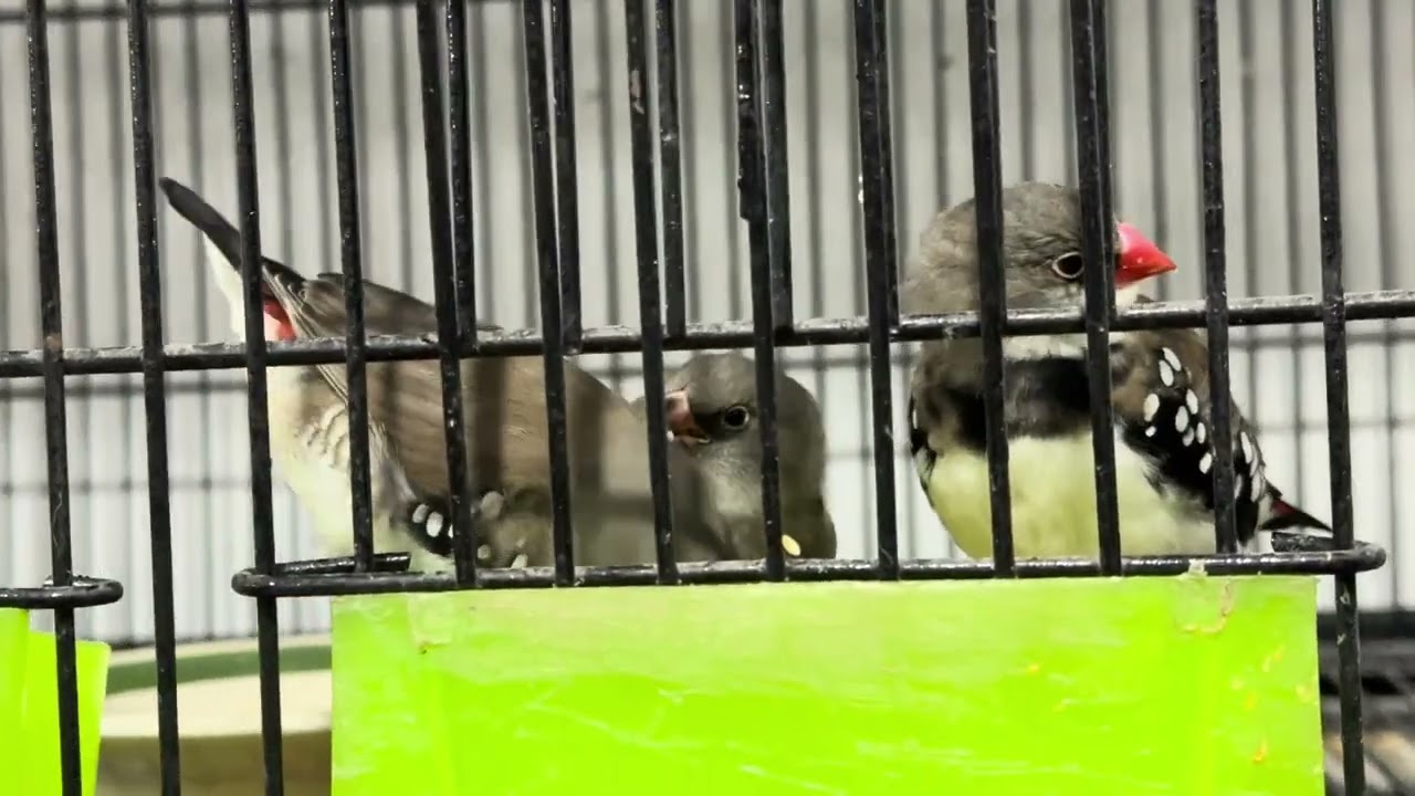 Beautiful finch’s |HAFIZ BIRDS 