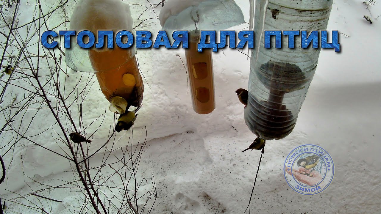Кормушка для птиц 19 января 2026 года (02)