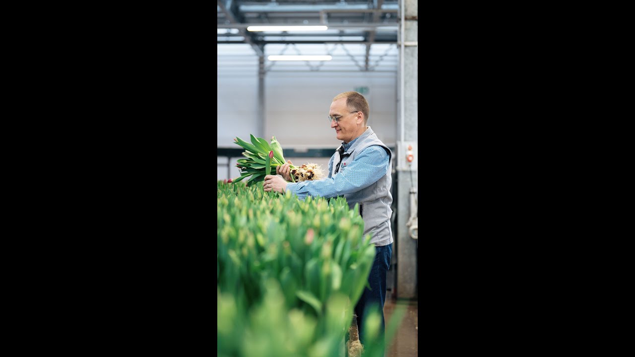 Tulpen - Aus der Region. F&uuml;r die Region.