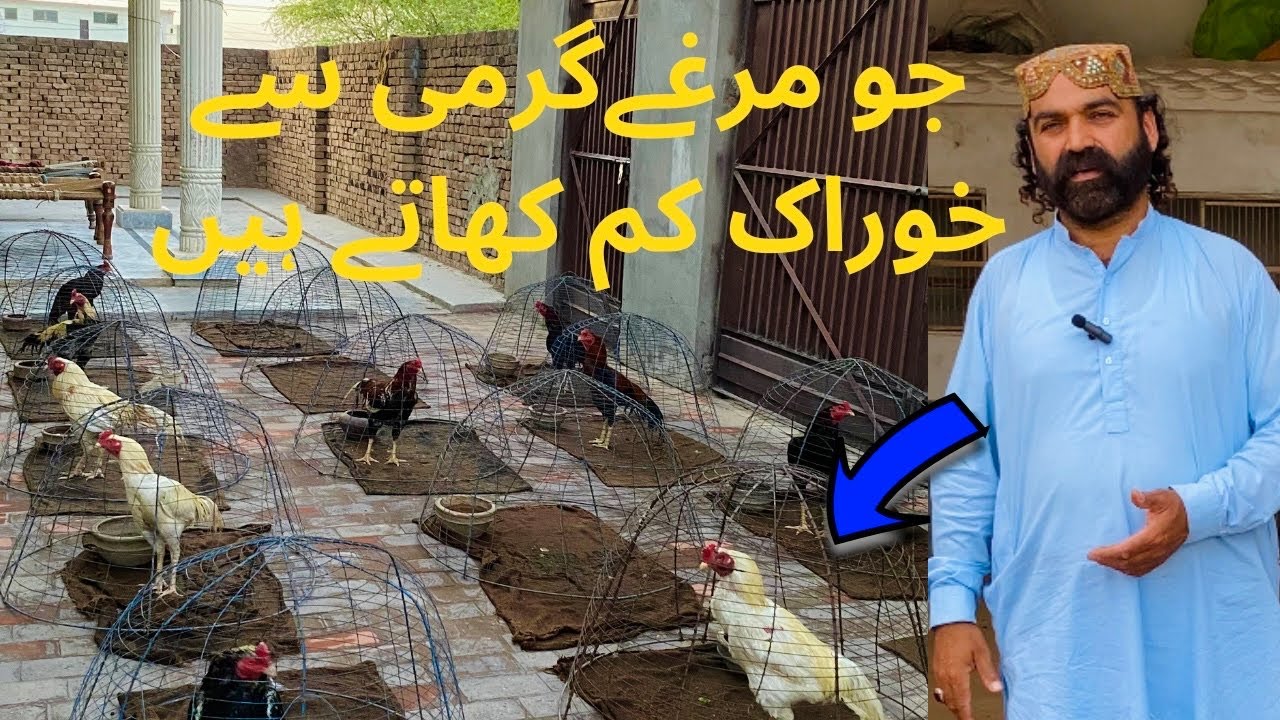 Jo Murghay Garmi Say khurak Kam Khatay Or Mon Sufaid Kartay iska ilaj