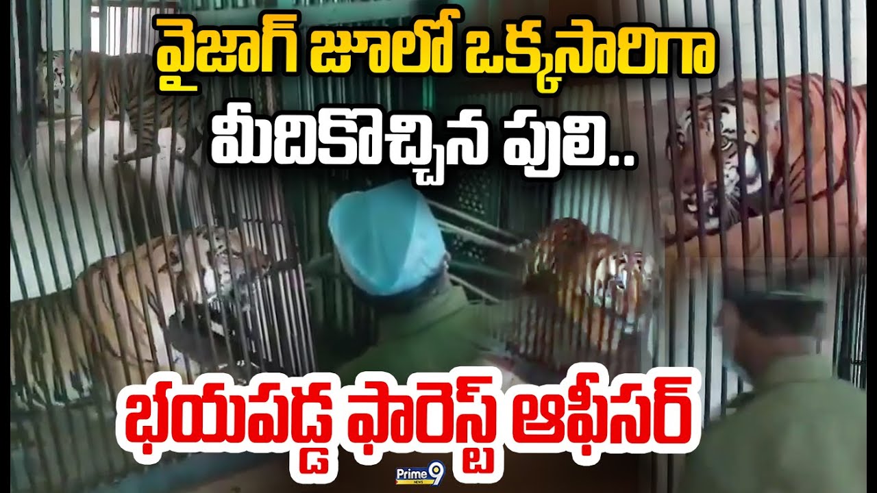 Tiger Caught at Rajahmundry : వైజాగ్ జూలో ఒక్కసారిగా మీదికొచ్చిన పులి..  వణికిన ఫారెస్ట్ ఆఫీసర్ 😱🔥