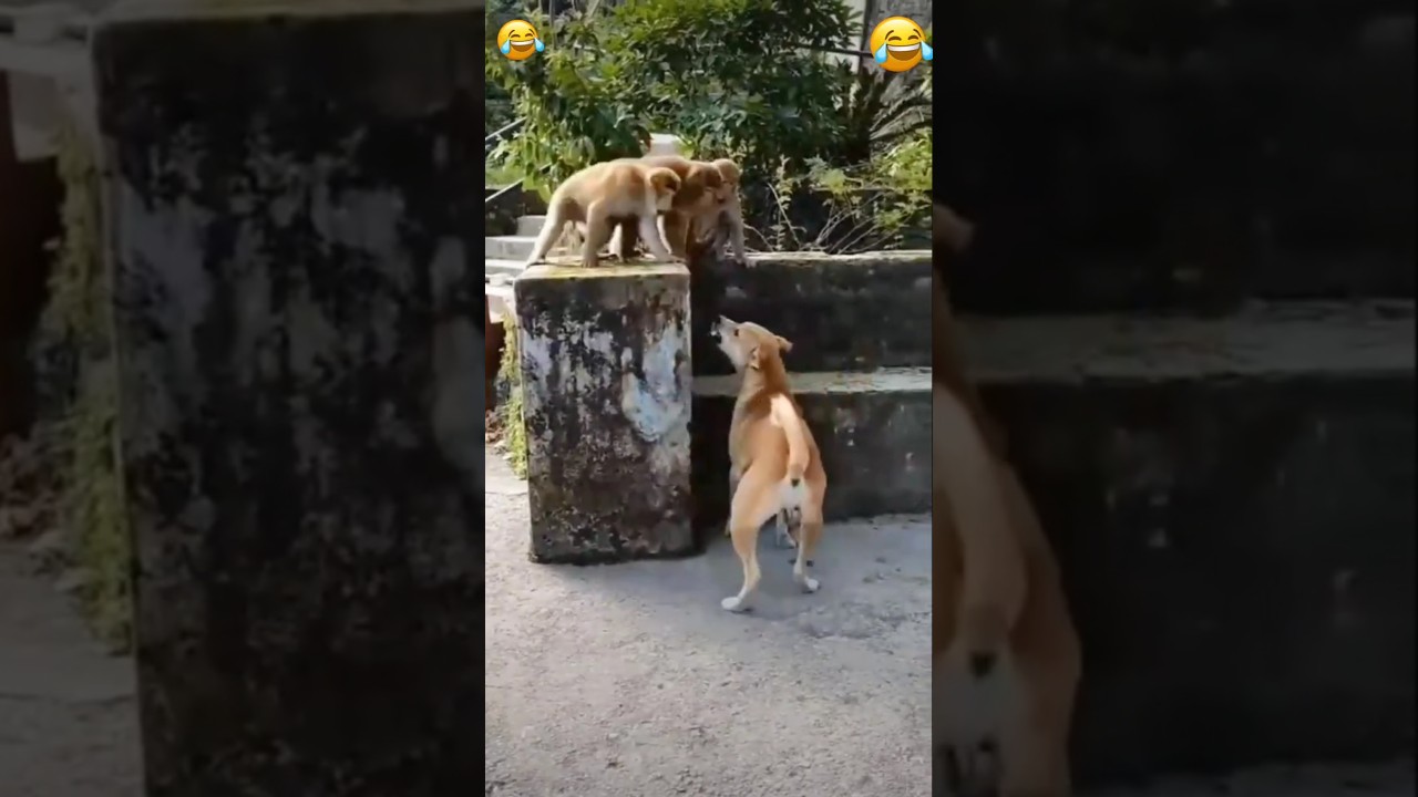 Dog And Monkey Prank Video