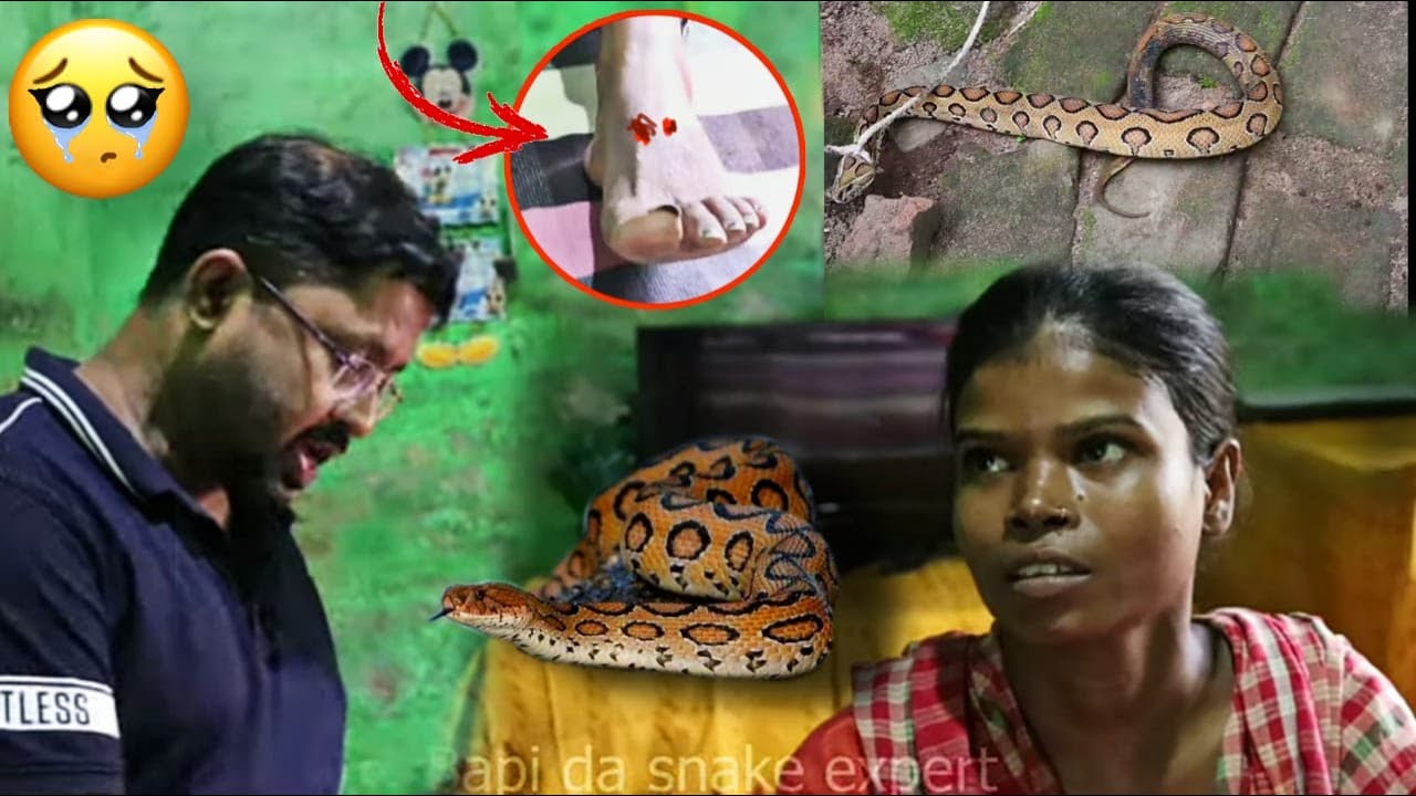 Russell's viper ने लड़की को काट लिया 😭 फिर जो हुआ आप ही देखे