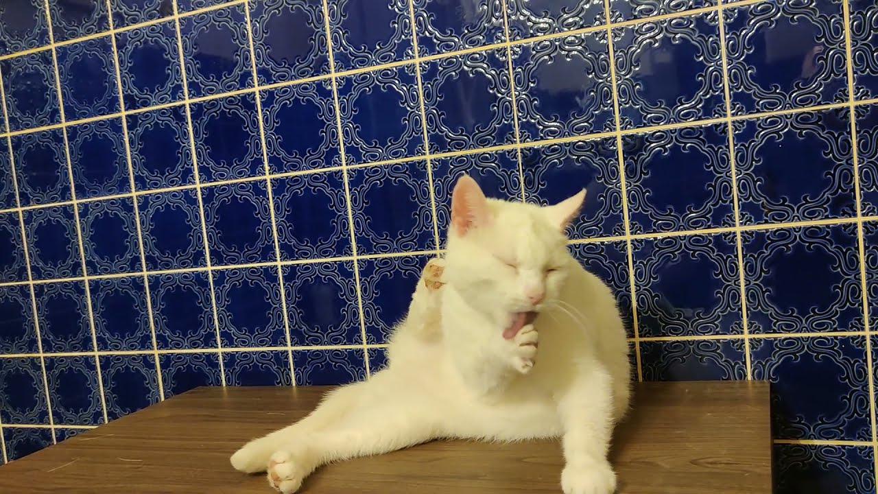 Katze Heti Maus ( 4 )