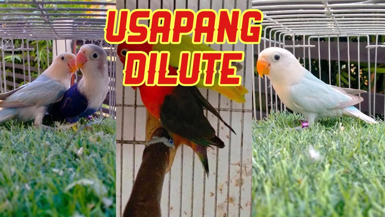 Usapang Dilute: Paano Malalaman Kung Totoong Dilute Ang Ibon