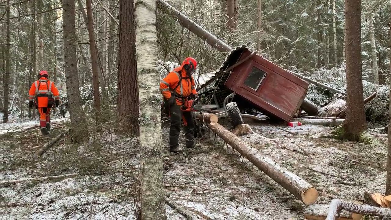 After the storm, Johannes, Sweden 2025 december #stormskador #scandinavia #sweden #lumberjack