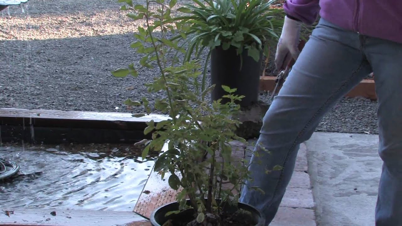 Plant Care & Gardening : How to Winterize Roses