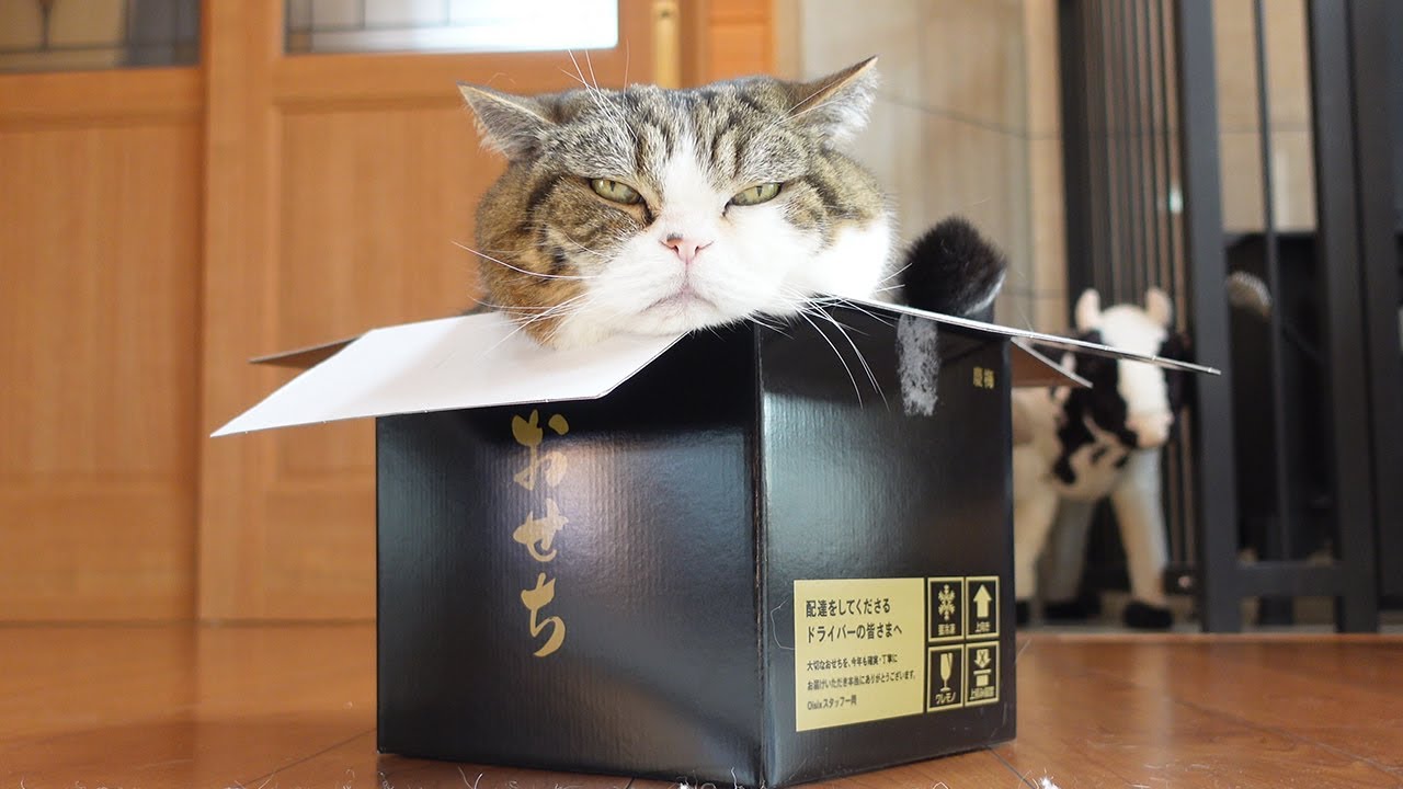 久しぶりにおせち箱を堪能するねこ。-Maru enjoys the Osechi box.-